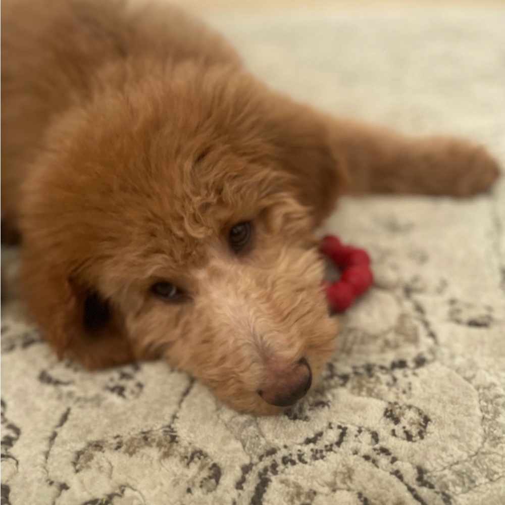 Meet your Posher, Lily